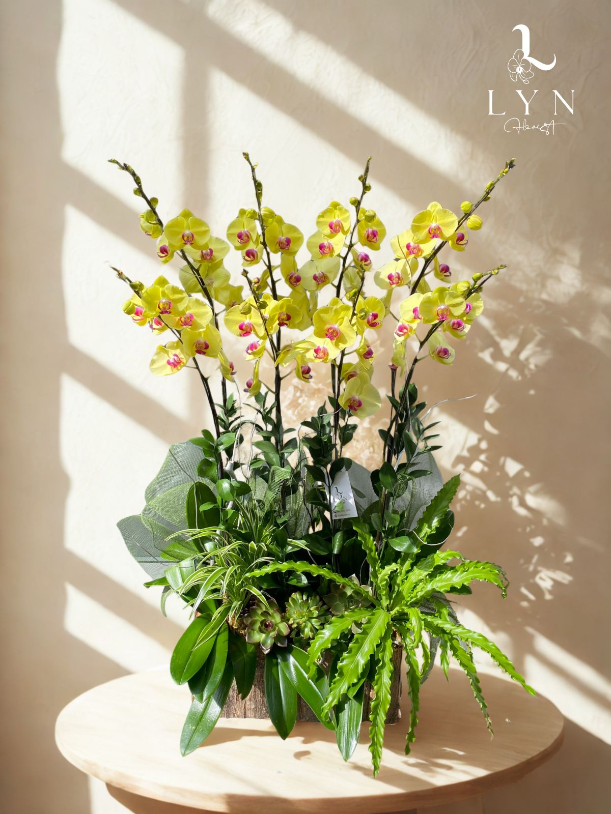 Chậu Hoa Lan Vàng VIP